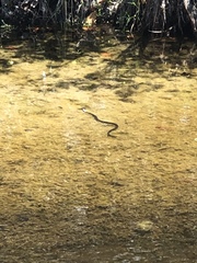 Nerodia fasciata