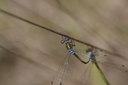 Emerald Spreadwing