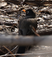 Turdus migratorius