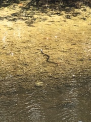 Nerodia fasciata