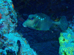 Lactophrys bicaudalis