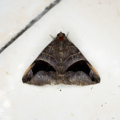 Bastilla