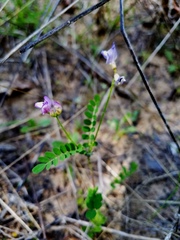 Astragalus leptocarpus