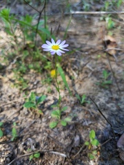 Astranthium ciliatum