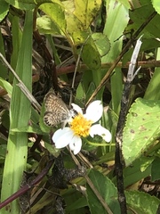 Brephidium pseudofea