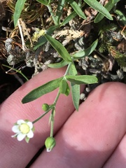 Moehringia macrophylla
