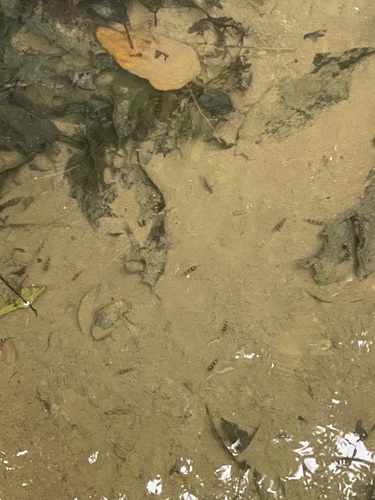 Caridina haivanensis