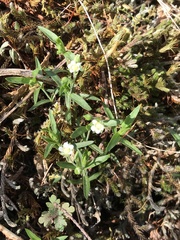 Moehringia macrophylla