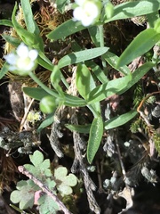 Moehringia macrophylla