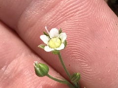 Moehringia macrophylla
