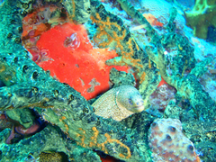 Gymnothorax miliaris