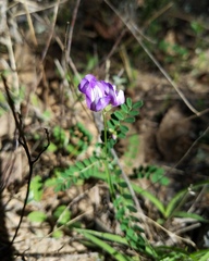 Astragalus leptocarpus