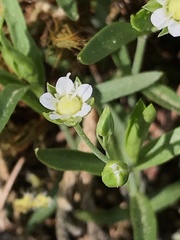 Moehringia macrophylla