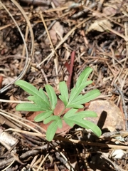 Cardamine nuttallii dissecta