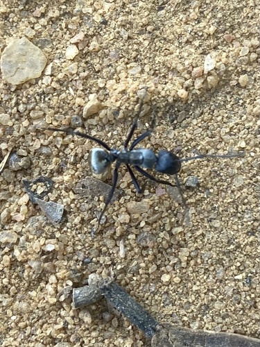 Shimmering Golden Sugar ant