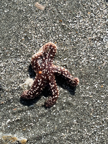 Forbes's Sea Star photographed in South Carolina