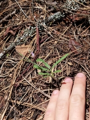 Cardamine nuttallii dissecta