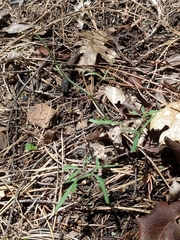 Cardamine nuttallii dissecta