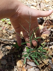Cardamine nuttallii dissecta