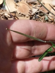 Cardamine nuttallii dissecta
