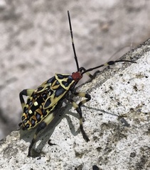 Pachylis laticornis