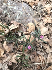 Phlox woodhousei