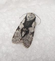 Acronicta funeralis