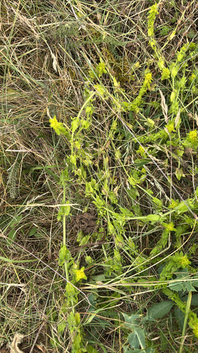 Crosswort