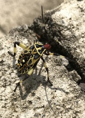 Pachylis laticornis