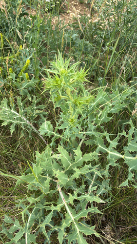 Field Eryngo