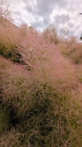 Smokebush