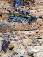 Bipalium pennsylvanicum