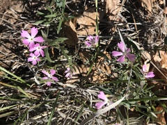 Phlox woodhousei