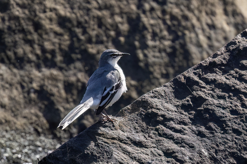 iNaturalist image