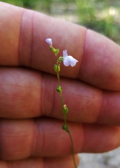 Nuttallanthus canadensis