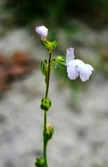 Nuttallanthus canadensis