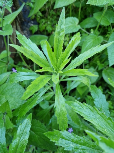 tropical horseweed