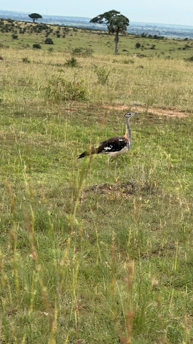 Denham's Bustard