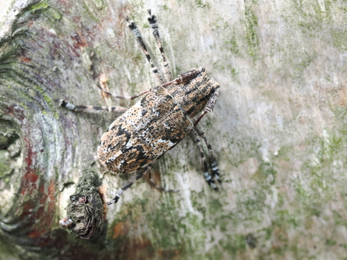 white-clouded longhorn beetle
