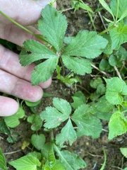 Sanicula canadensis canadensis