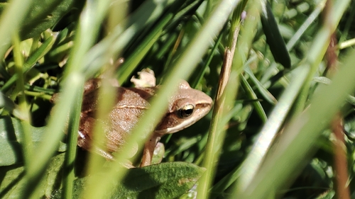Agile Frog