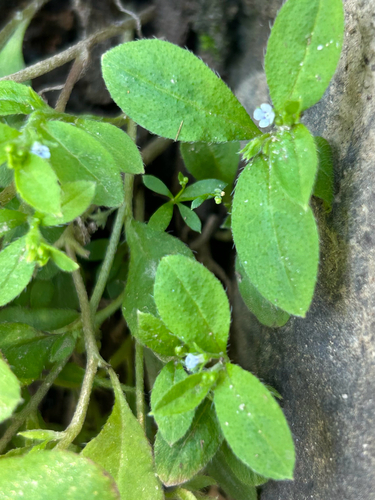 Bothriospermum zeylanicum, photograph 3