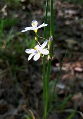 Sisyrinchium elizabethiae