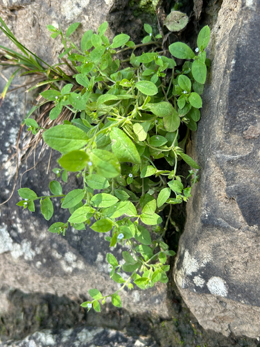 Bothriospermum zeylanicum, photograph 4