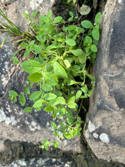 (c) Elliott Gordon, some rights reserved (CC BY) Bothriospermum zeylanicum, photograph (c) Elliott Gordon, some rights reserved (CC BY)