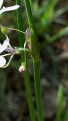 Sisyrinchium elizabethiae