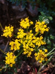Lomatium hallii