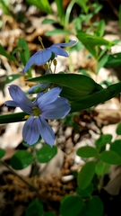 Sisyrinchium elizabethiae