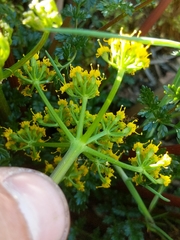 Lomatium hallii