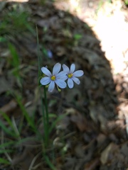 Sisyrinchium elizabethiae